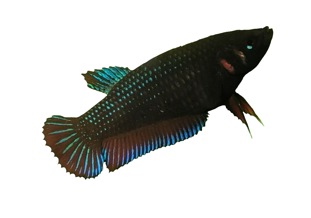 Betta Background