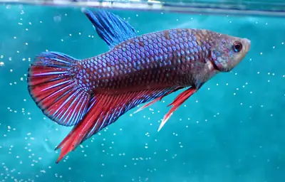 /assets/images/fish/bluey/bluey (1).webp