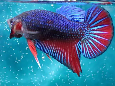 /assets/images/fish/bluey/bluey (2).webp