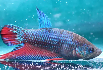 /assets/images/fish/bluey/bluey (3).webp