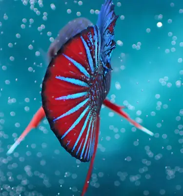 /assets/images/fish/bluey/bluey (4).webp
