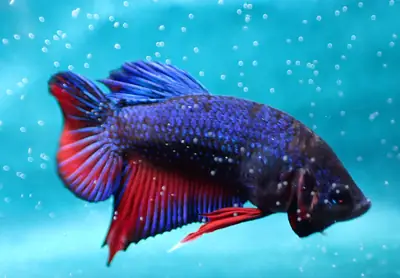 /assets/images/fish/bluey/bluey (6).webp