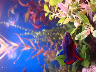 /assets/images/fish/bluey/bluey (7).webp
