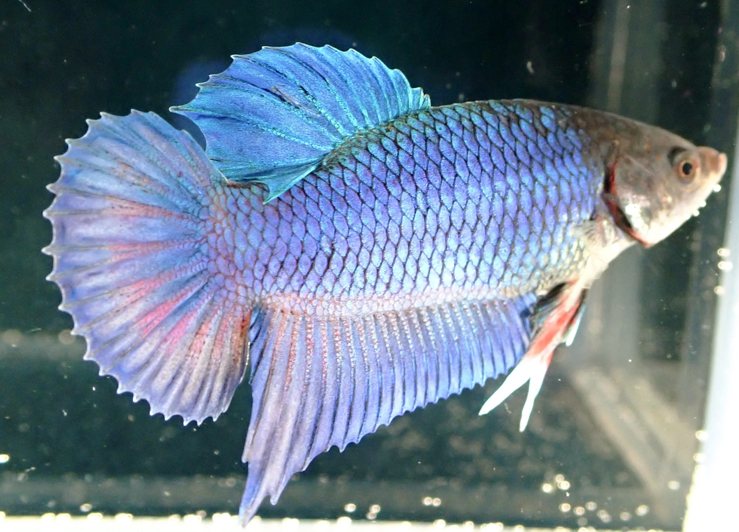 Blauer Wasserdrache - Bild 1