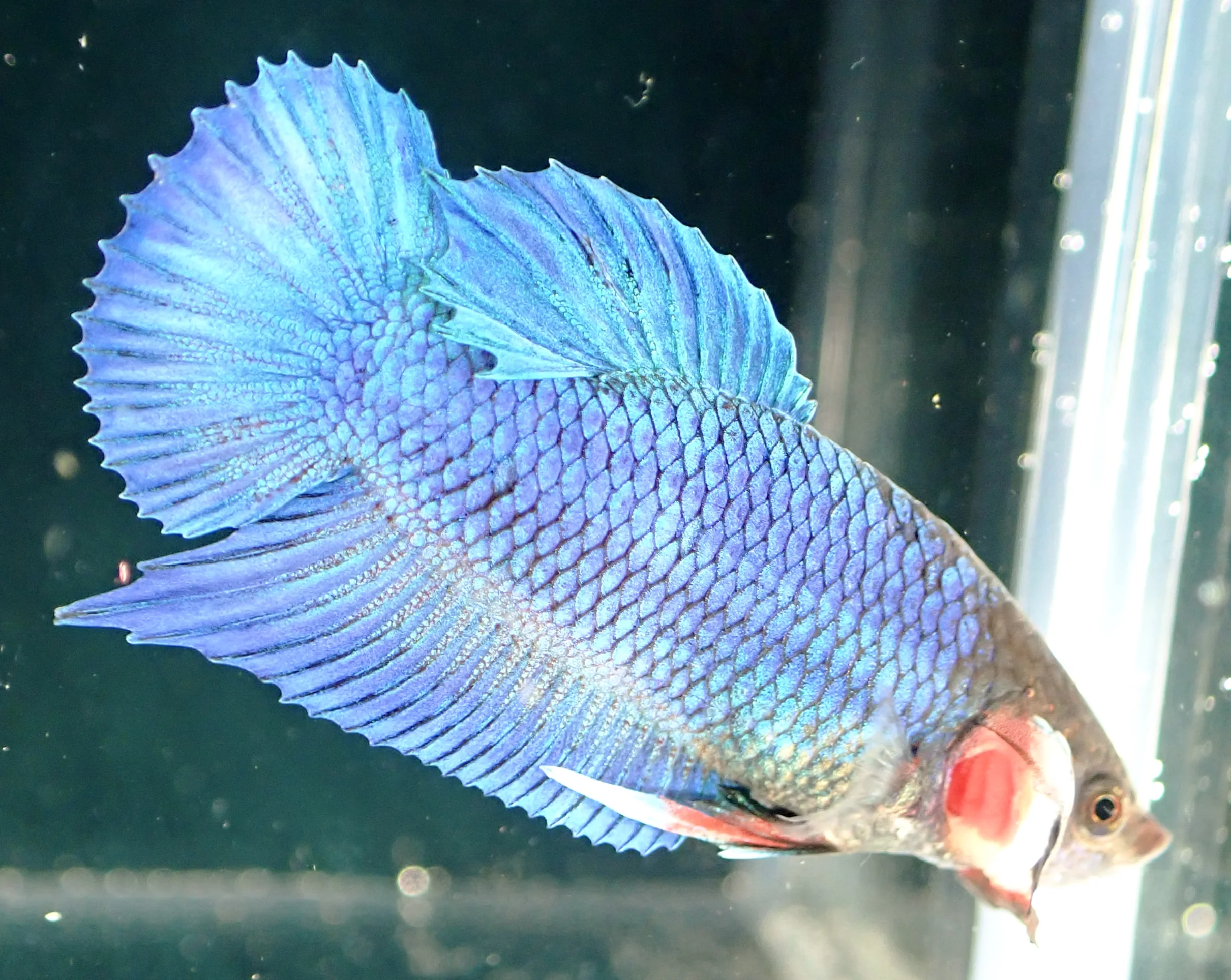 Blauer Wasserdrache - Bild 2