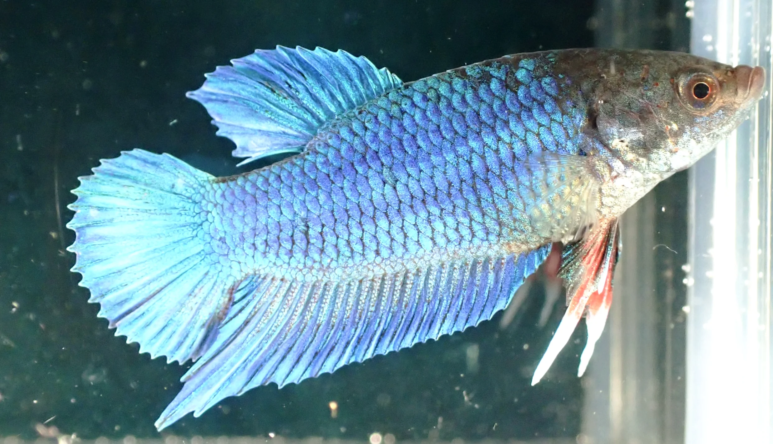 Blauer Wasserdrache - Bild 3