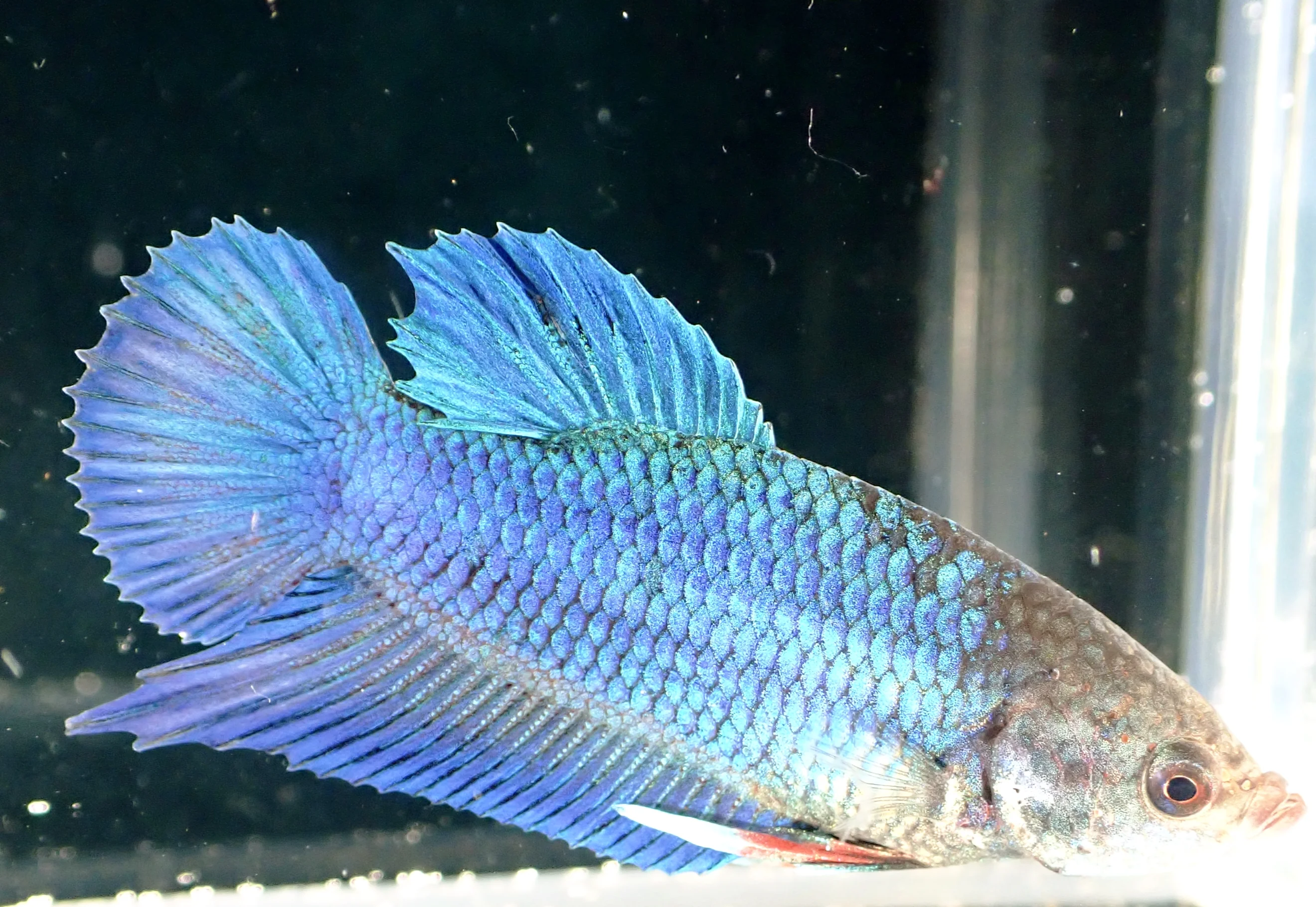 Blauer Wasserdrache - Bild 4