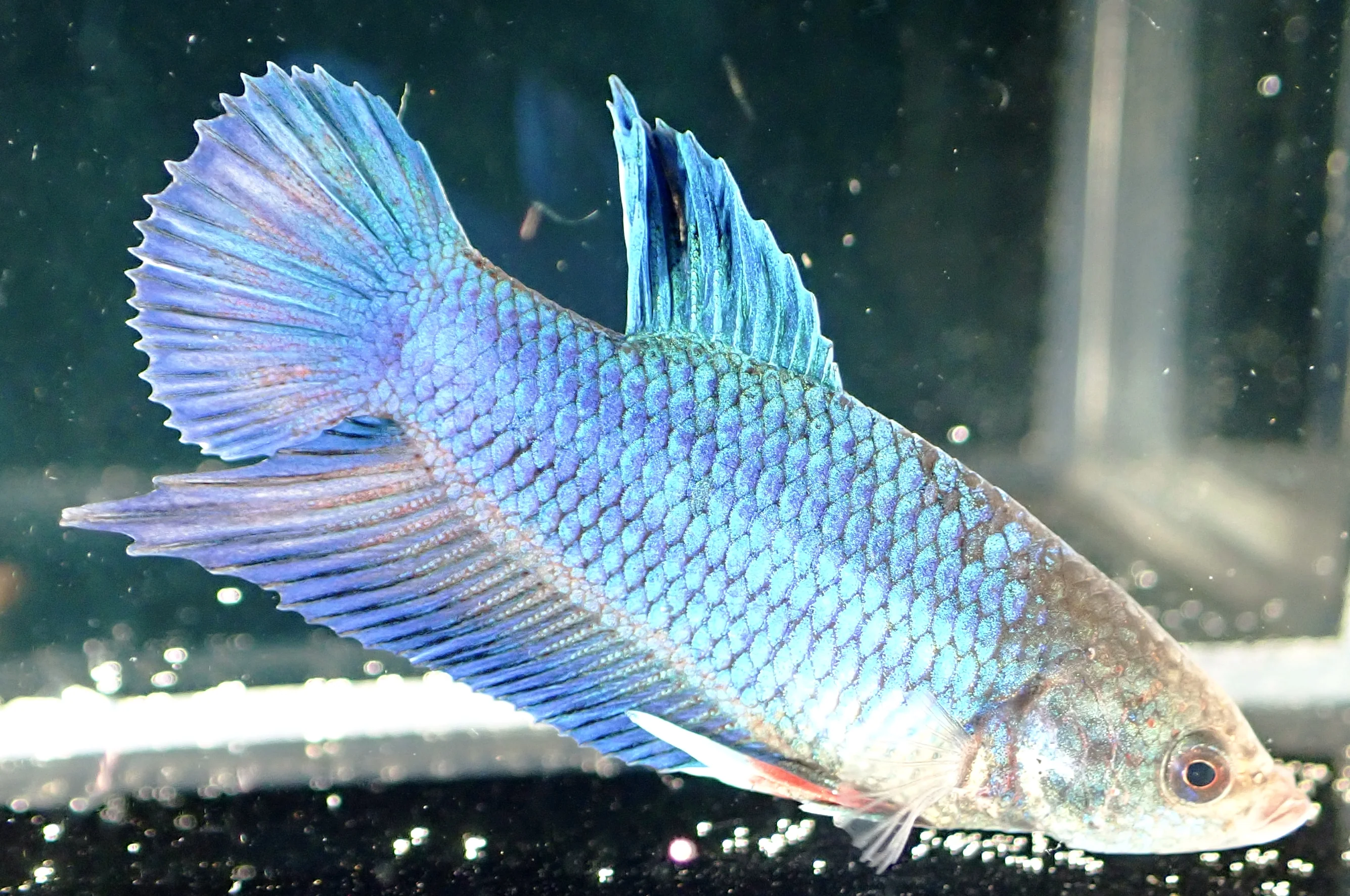 Blauer Wasserdrache - Bild 5