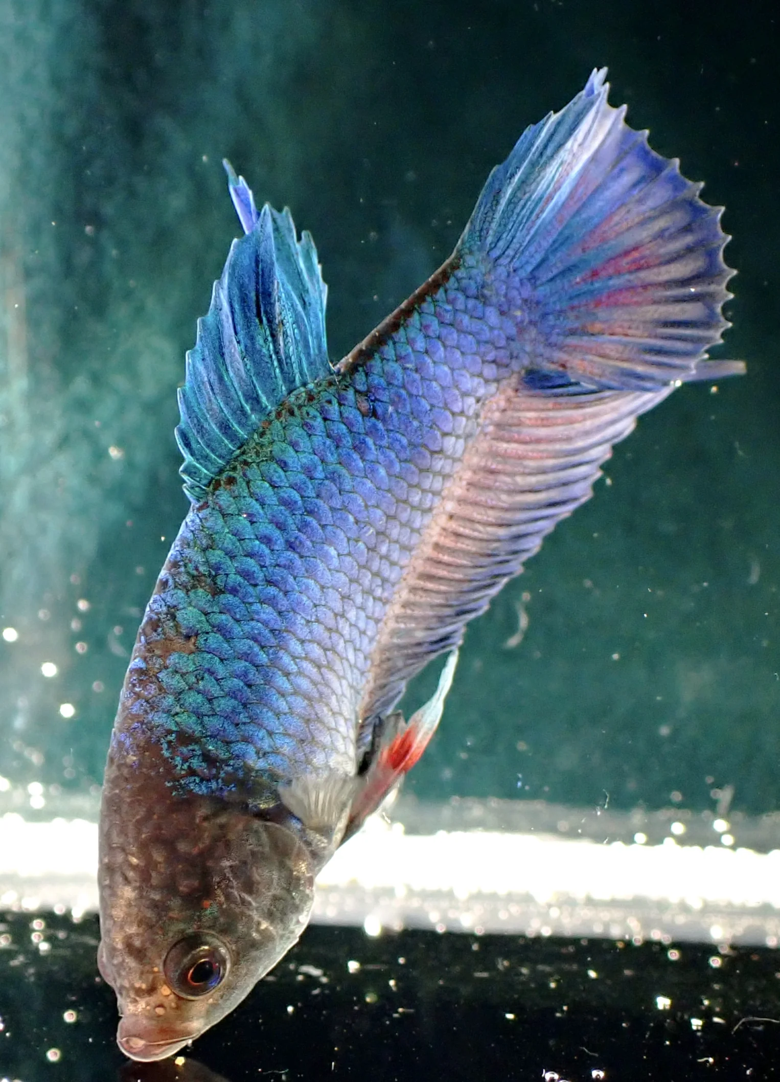 Blauer Wasserdrache - Bild 6