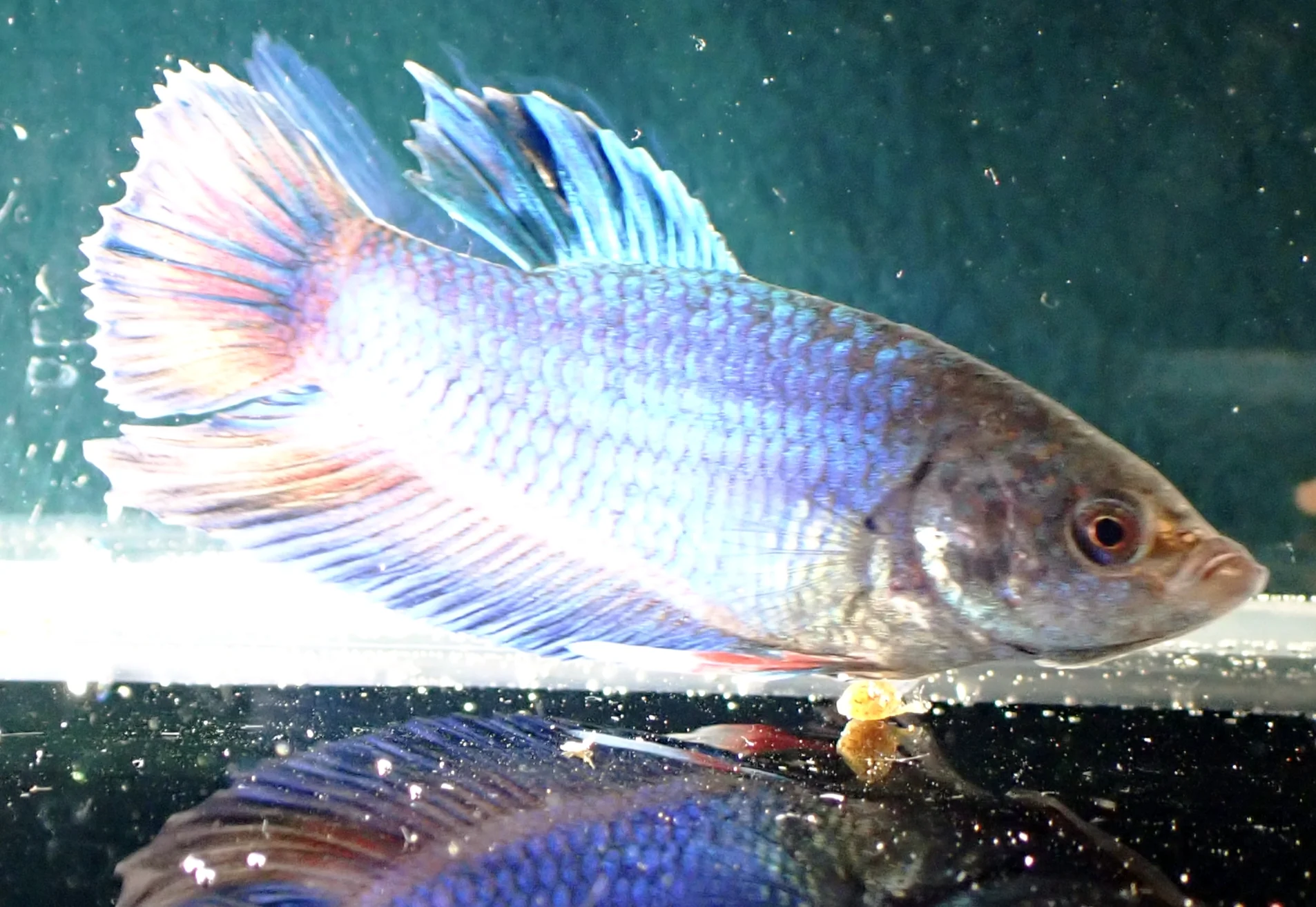 Blauer Wasserdrache - Bild 7