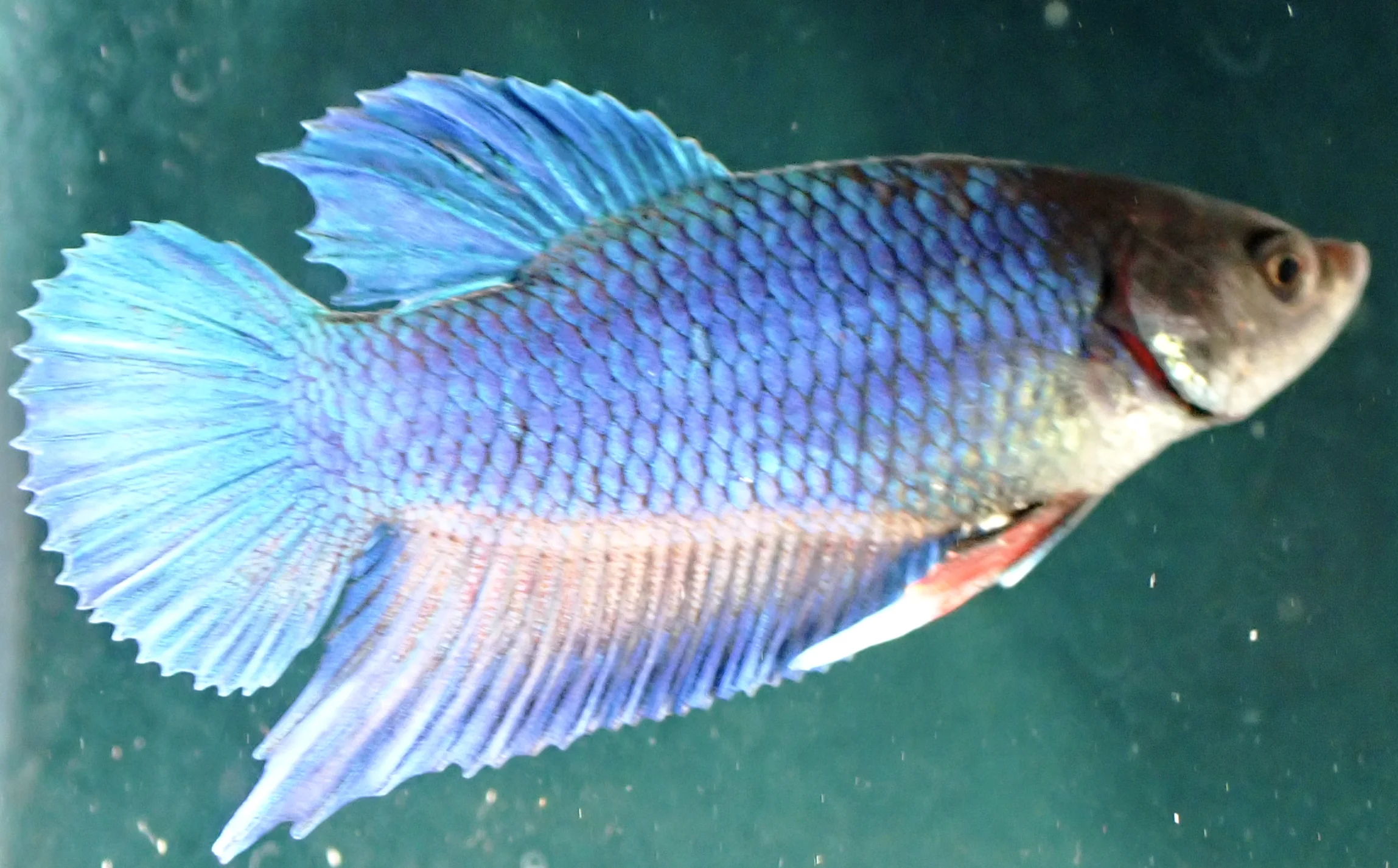 Blauer Wasserdrache - Bild 8