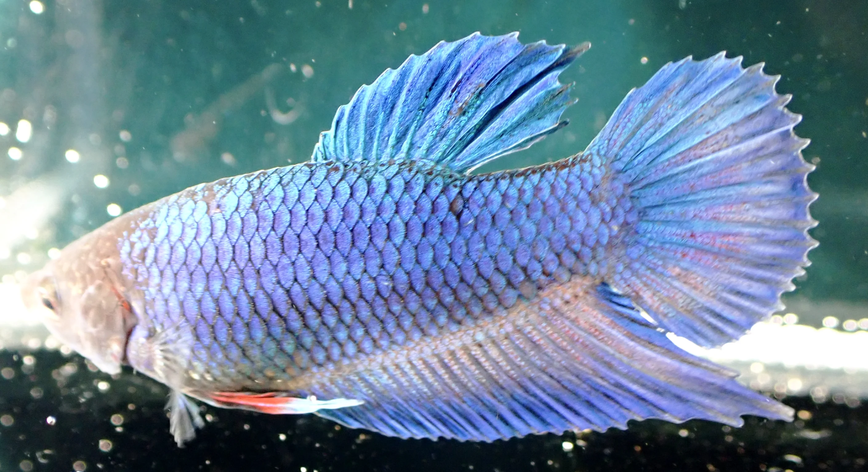 Blauer Wasserdrache - Bild 9