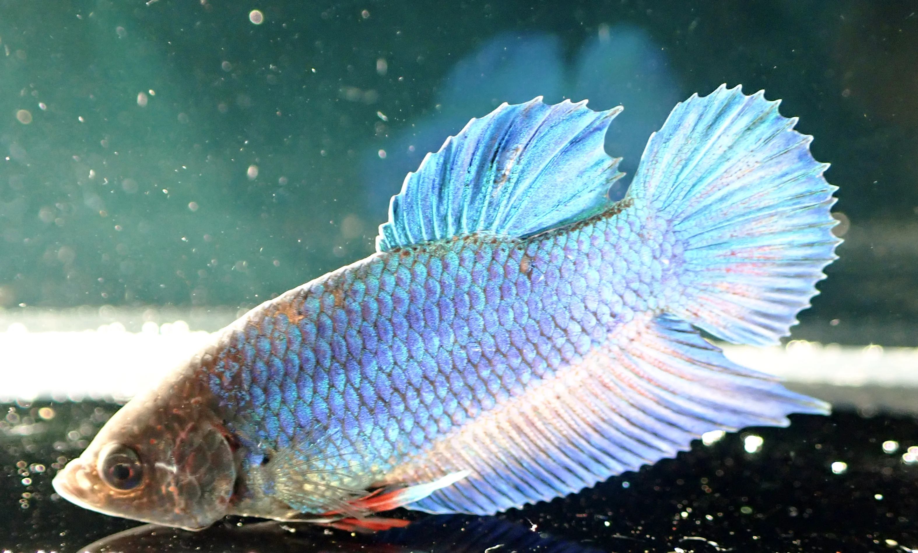 Blauer Wasserdrache - Bild 10