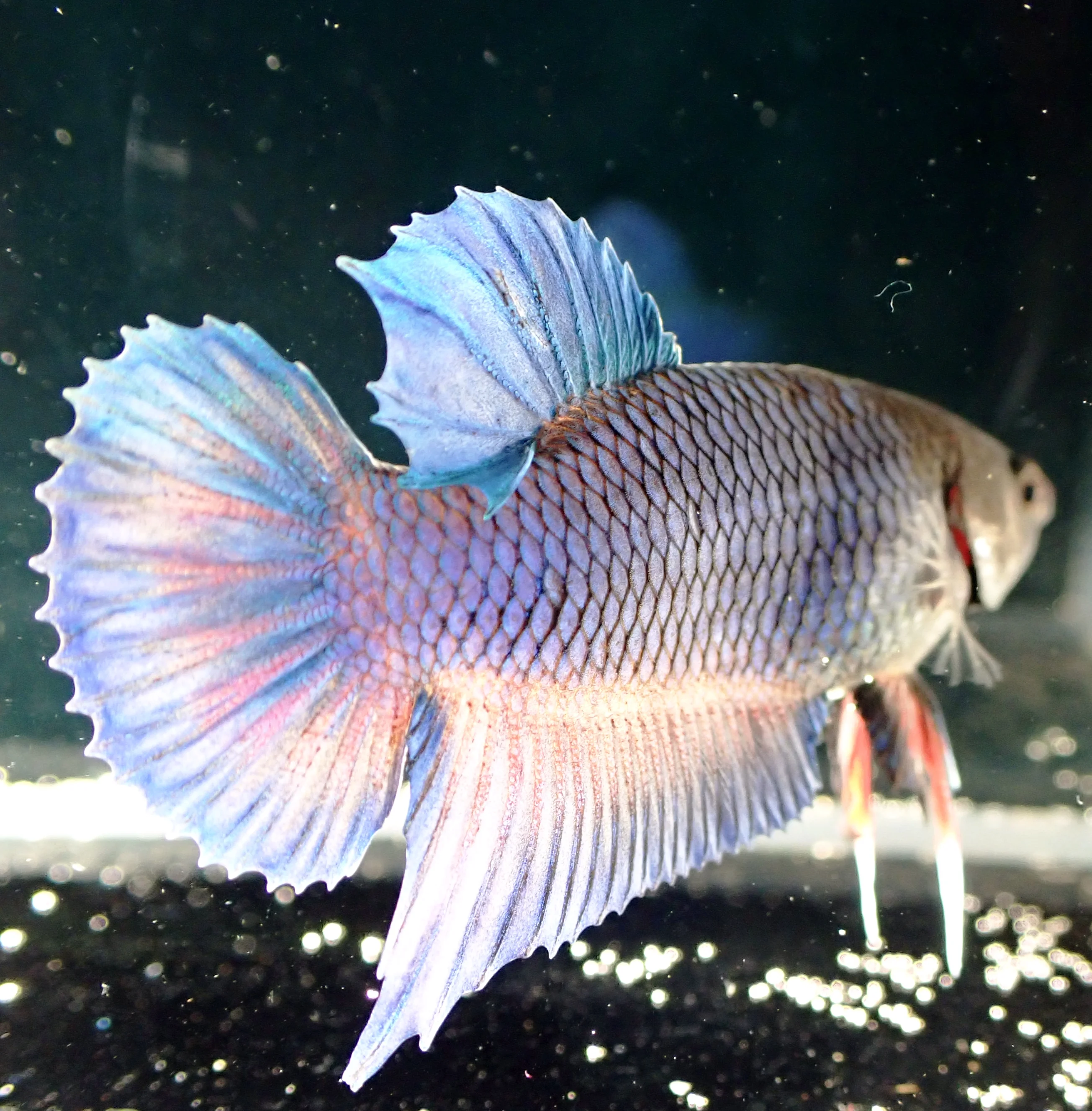 Blauer Wasserdrache - Bild 11