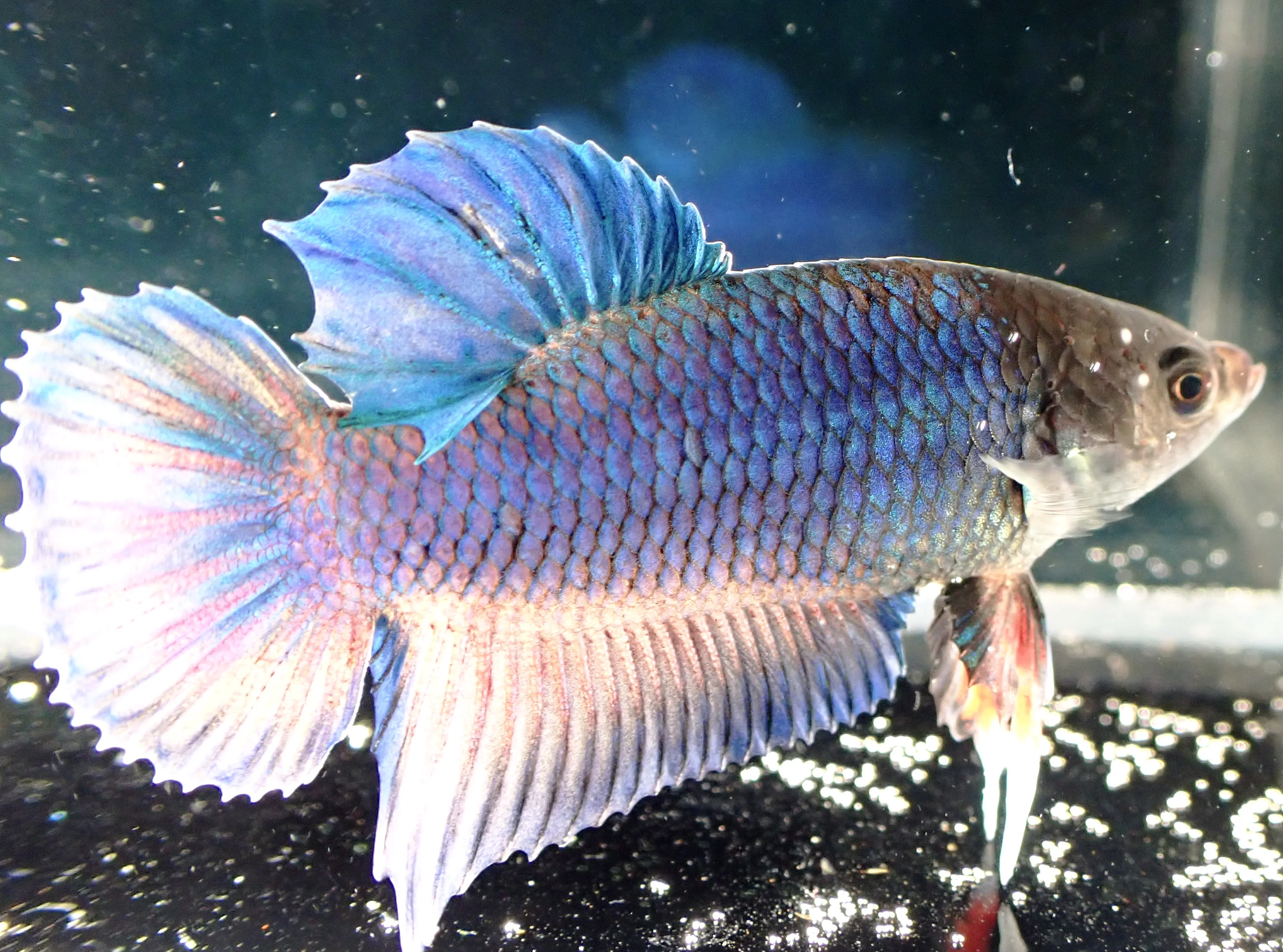 Blauer Wasserdrache - Bild 12