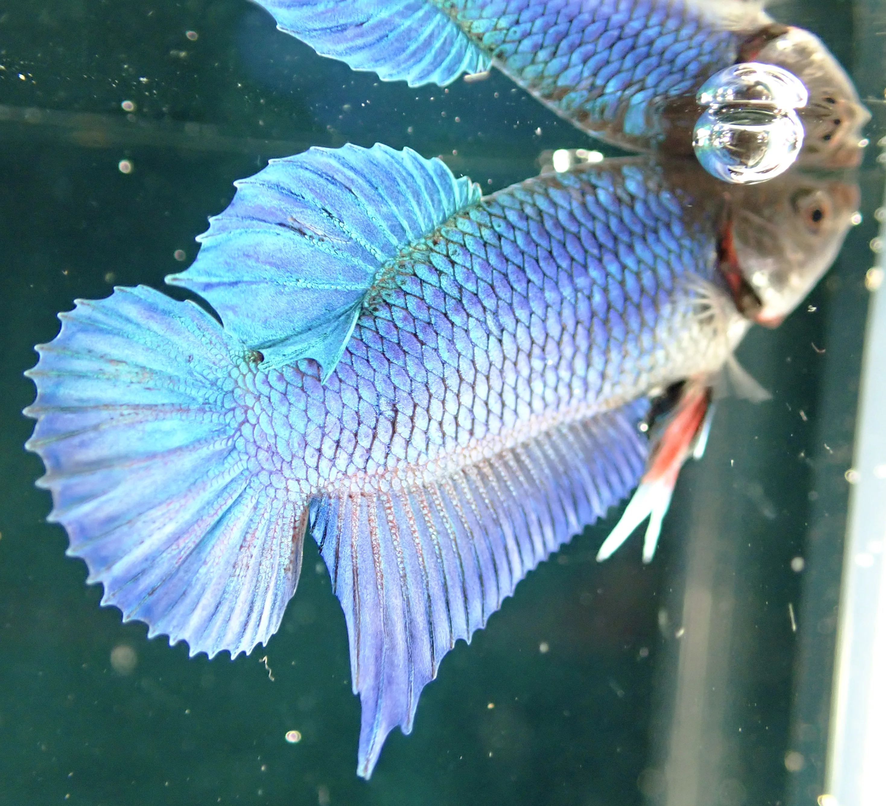 Blauer Wasserdrache - Bild 13