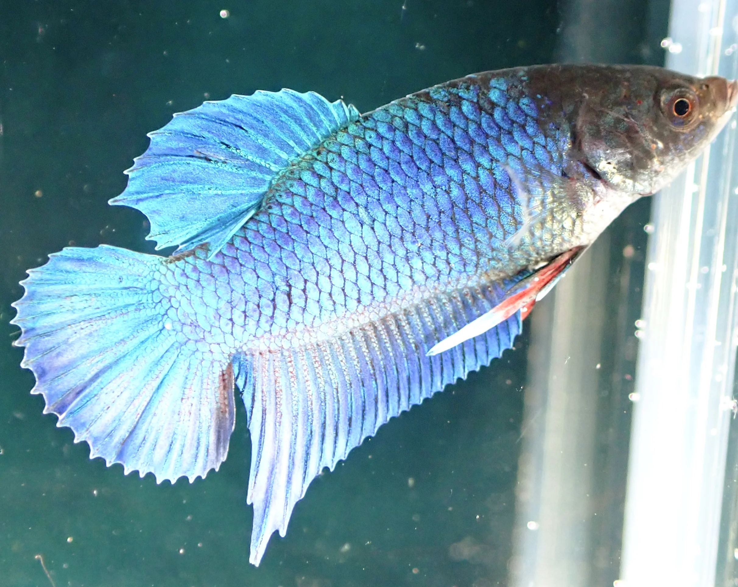 Blauer Wasserdrache - Bild 14