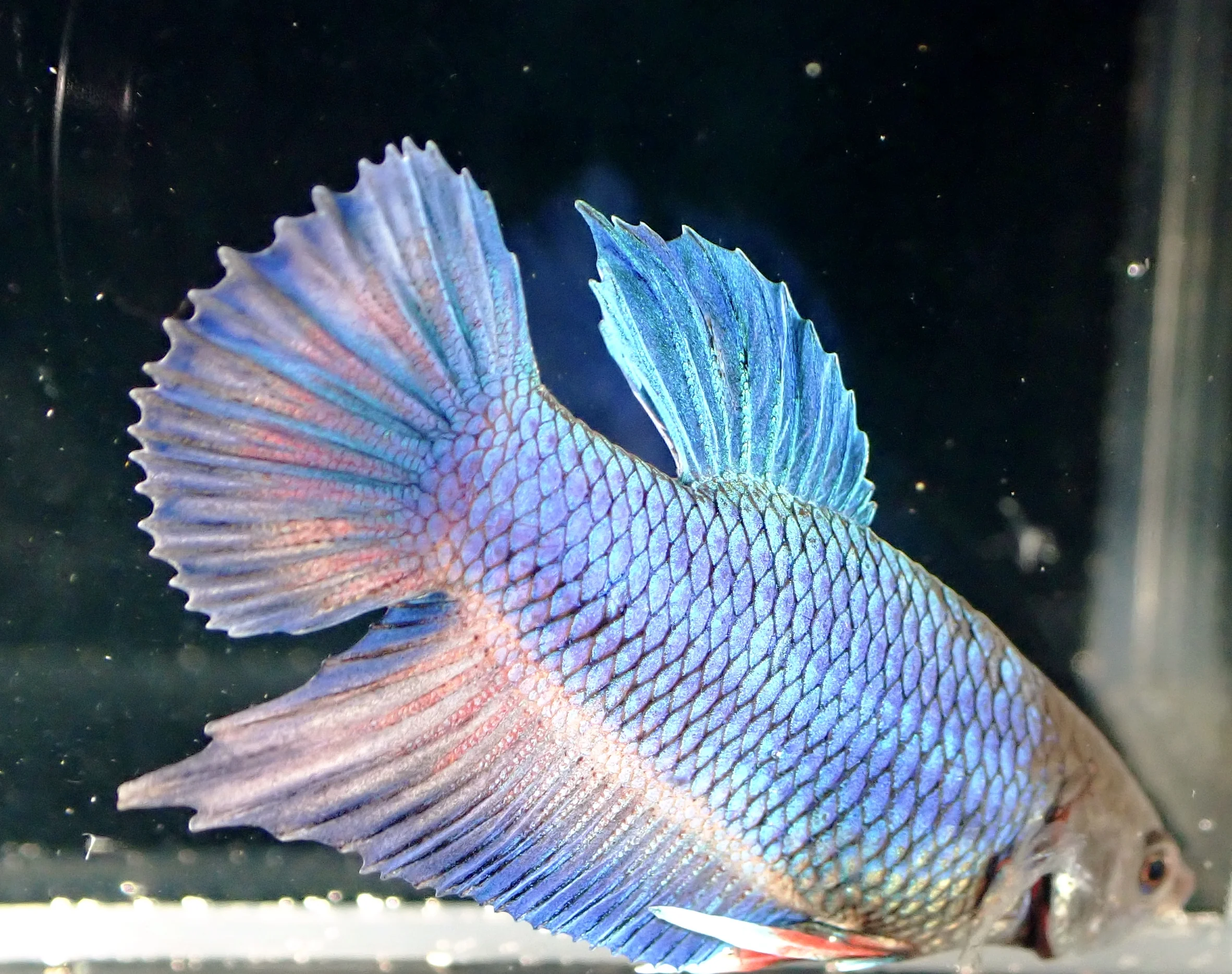 Blauer Wasserdrache - Bild 15