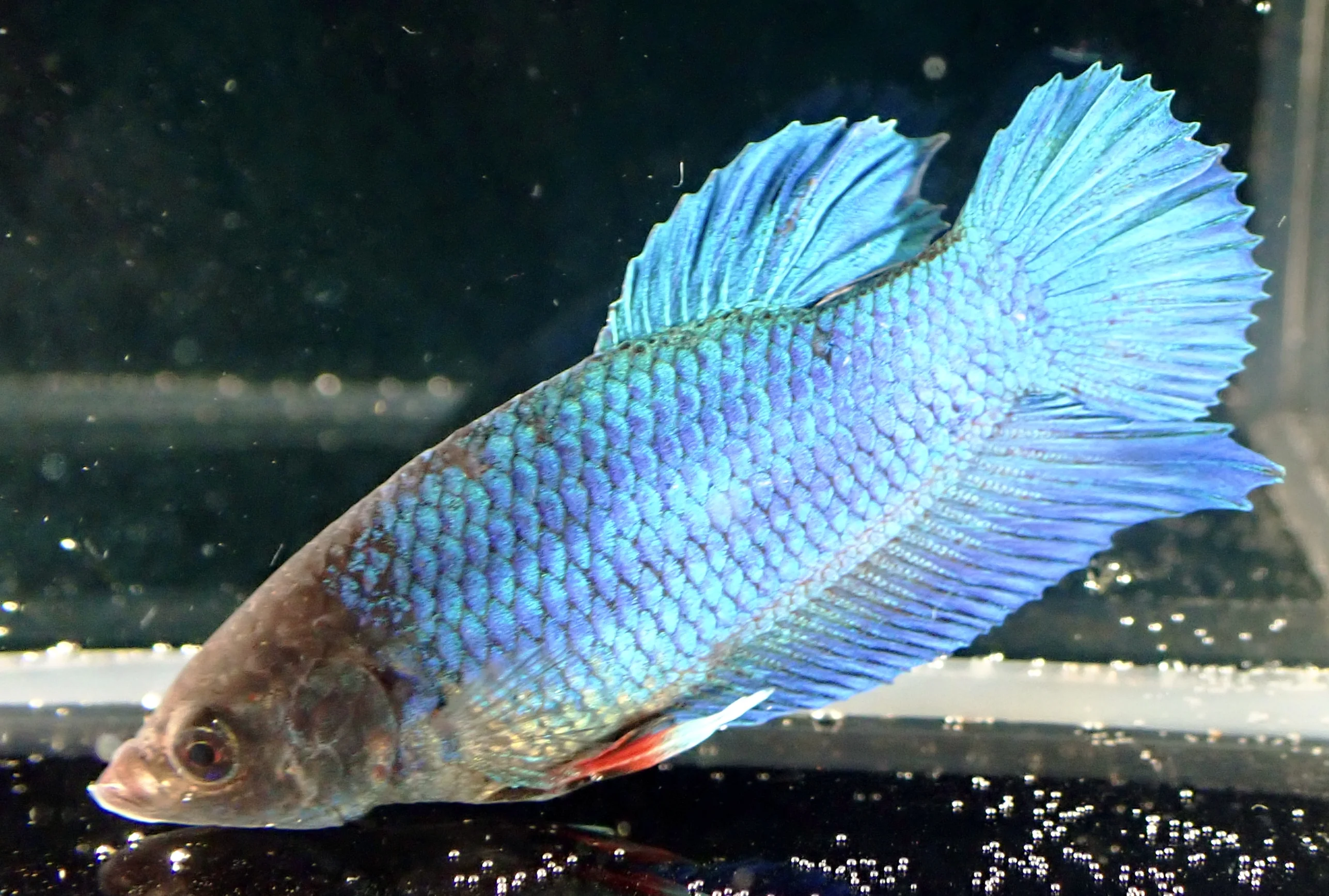 Blauer Wasserdrache - Bild 16