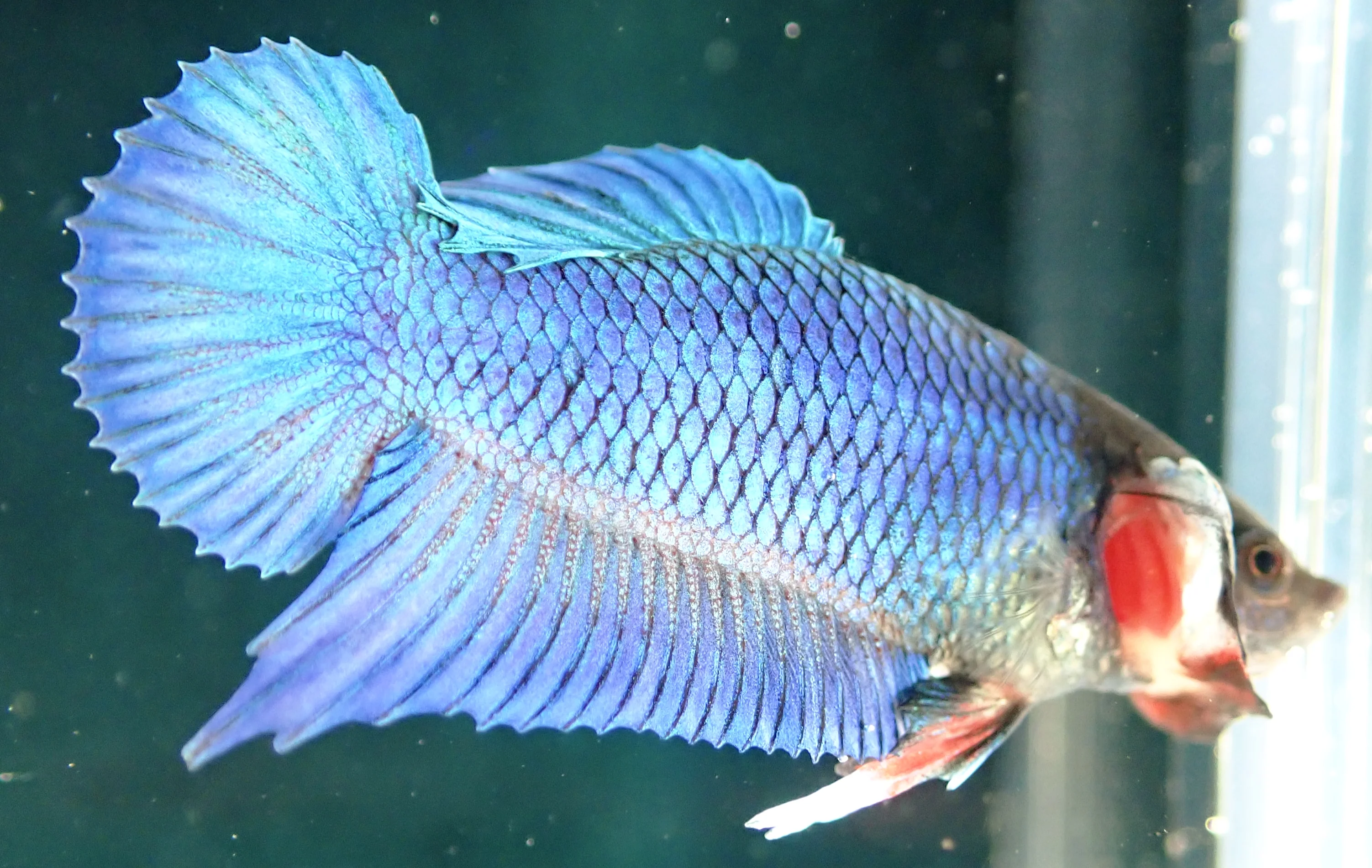 Blauer Wasserdrache - Bild 17