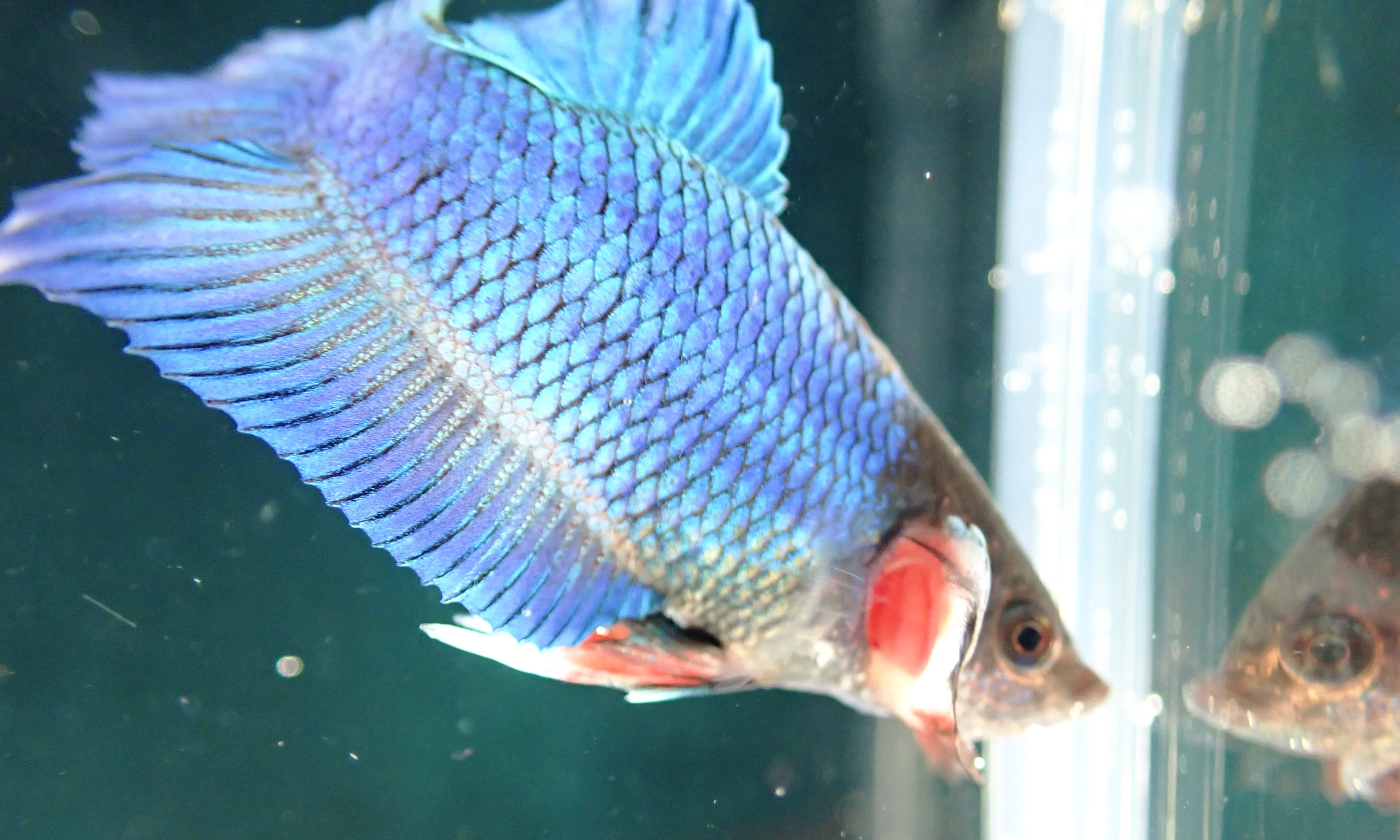 Blauer Wasserdrache - Bild 18