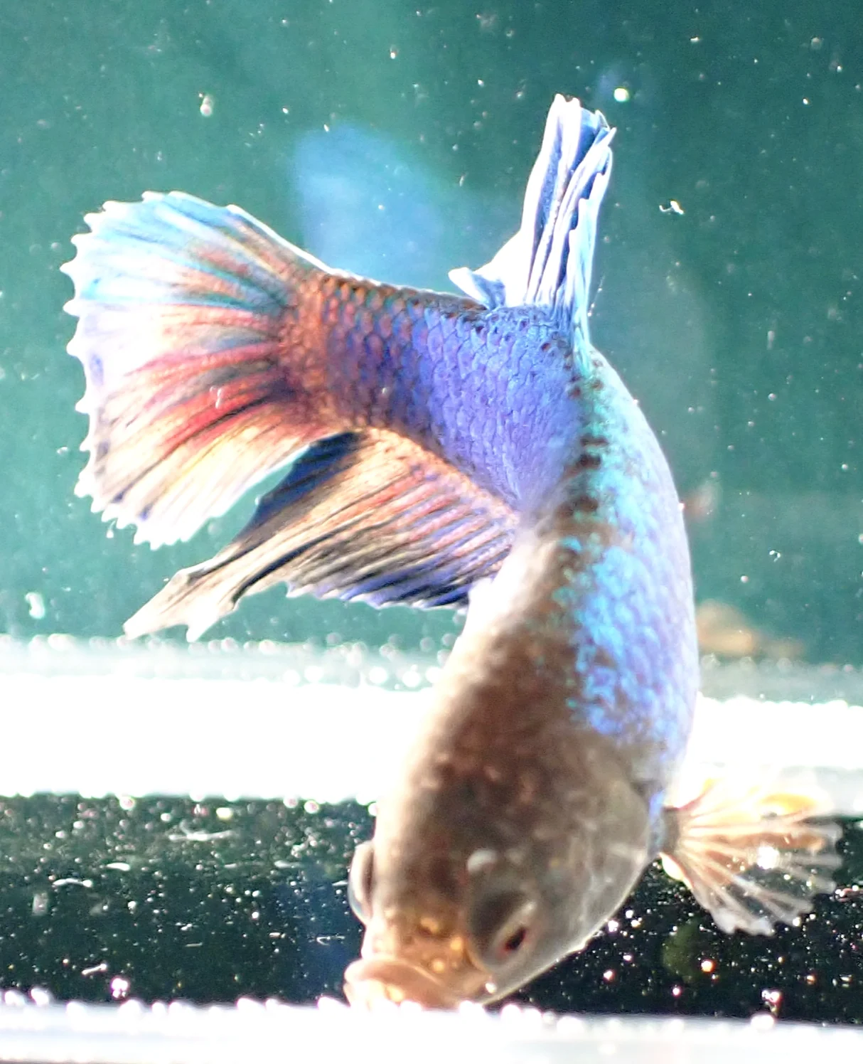 Blauer Wasserdrache - Bild 19