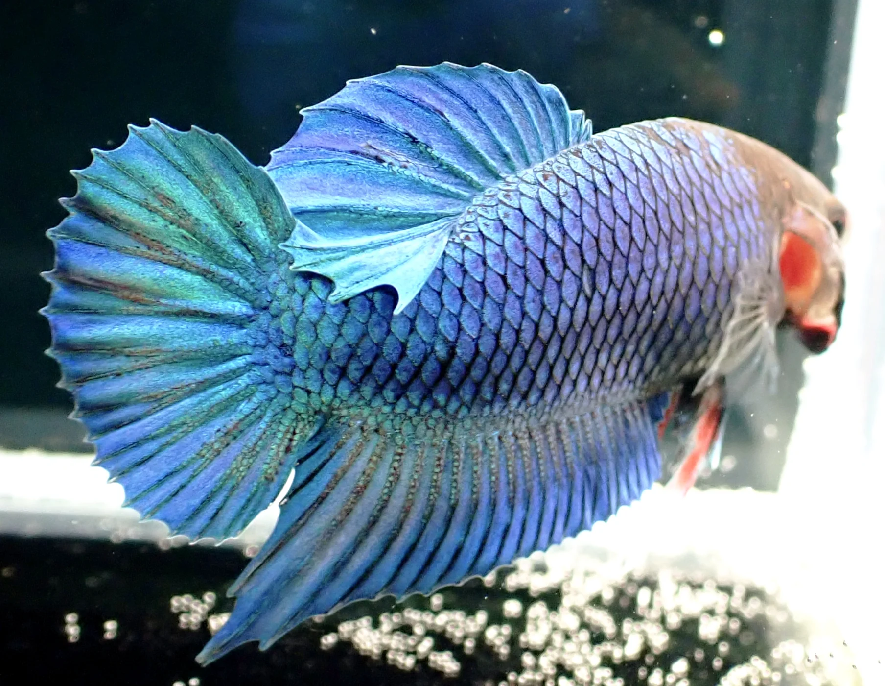 Blauer Wasserdrache - Bild 20