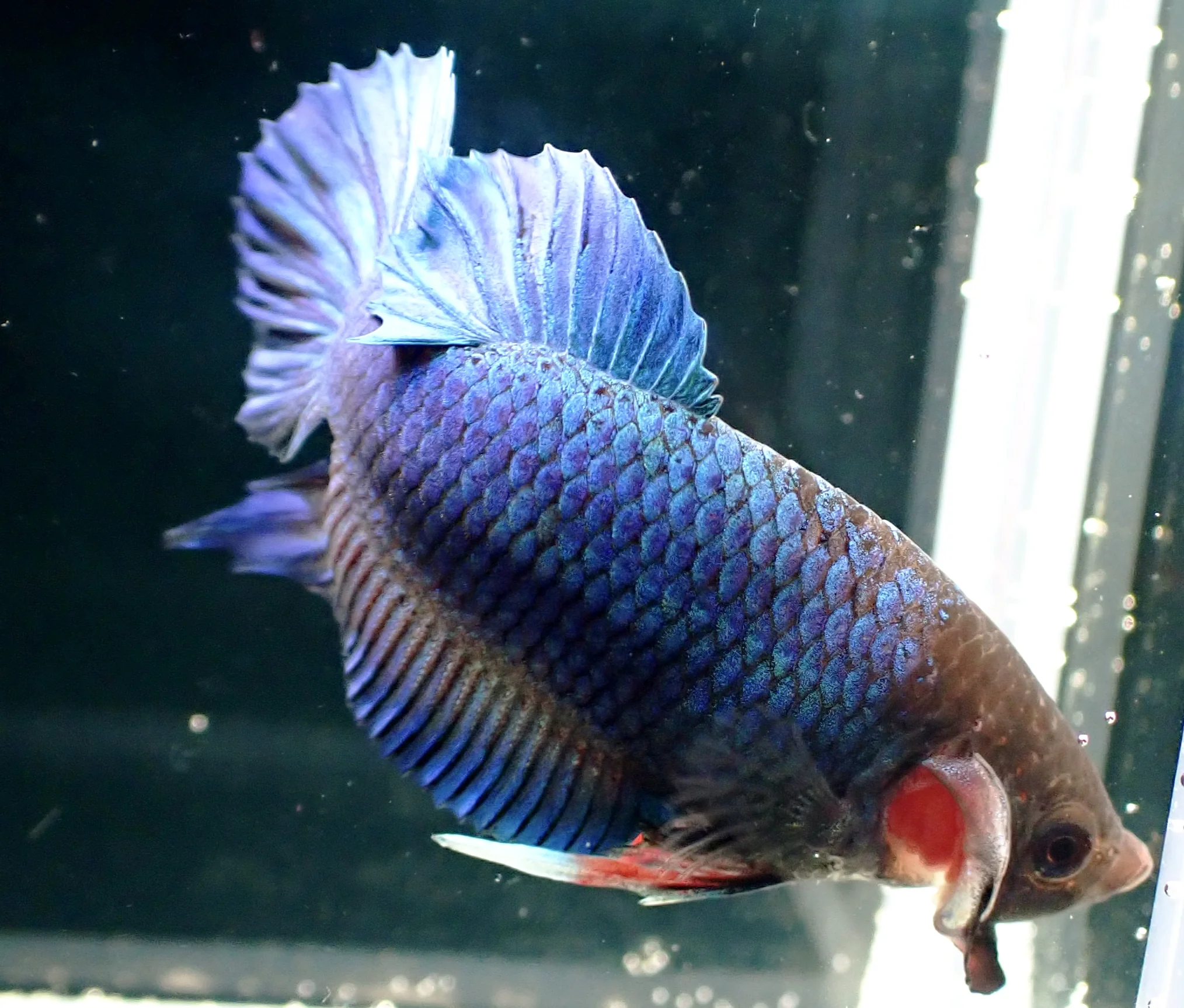 Blauer Wasserdrache - Bild 21