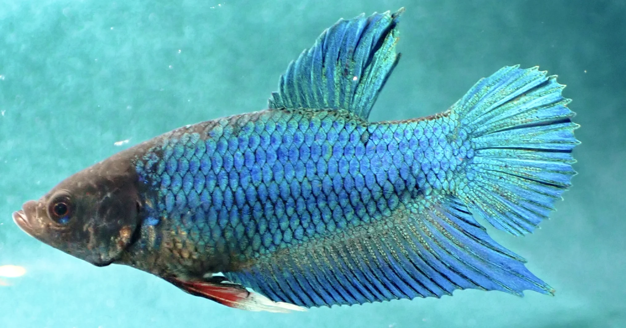 Blauer Wasserdrache - Bild 23