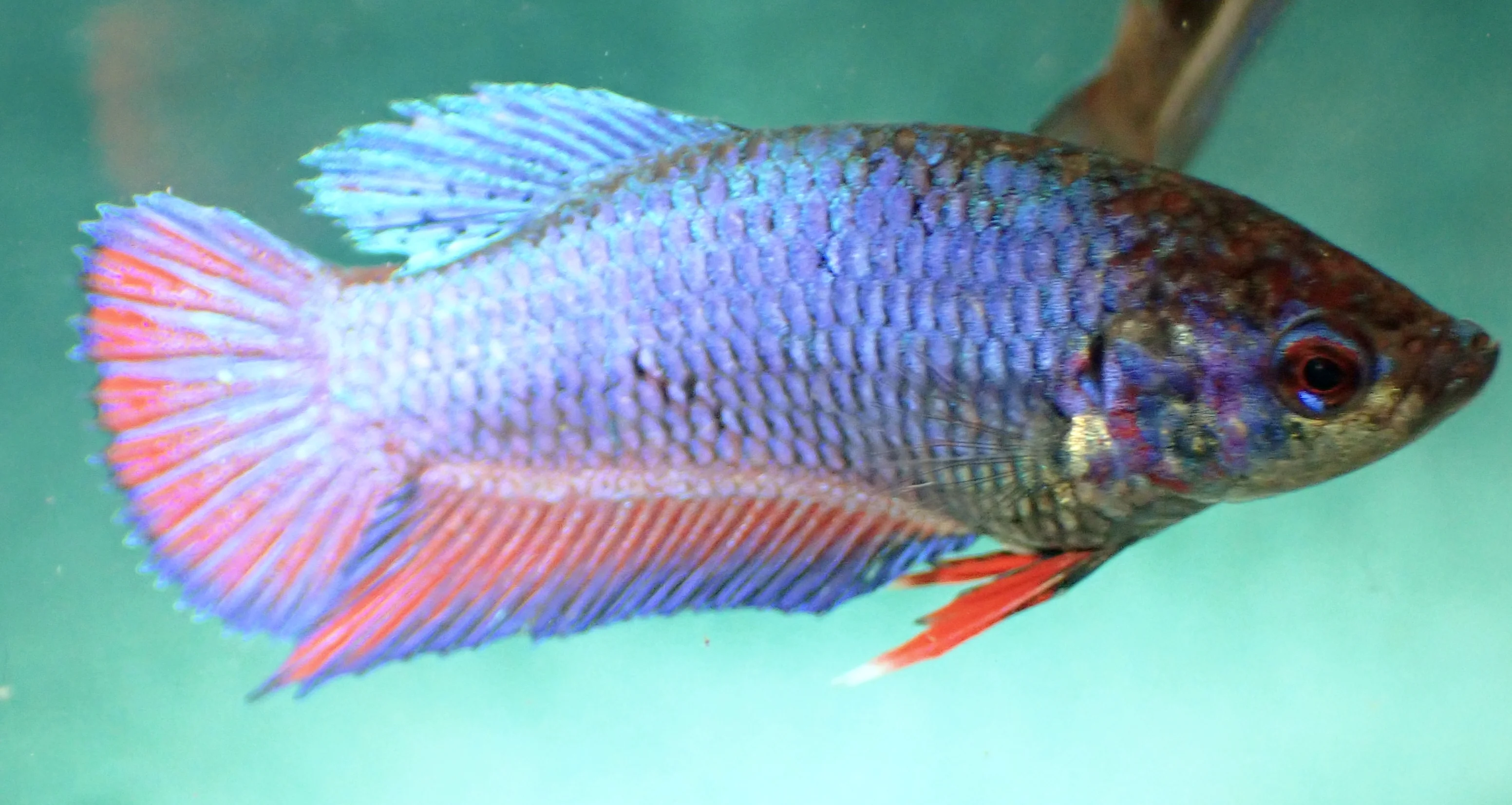 Galaxy Lila-Rot - Bild 1