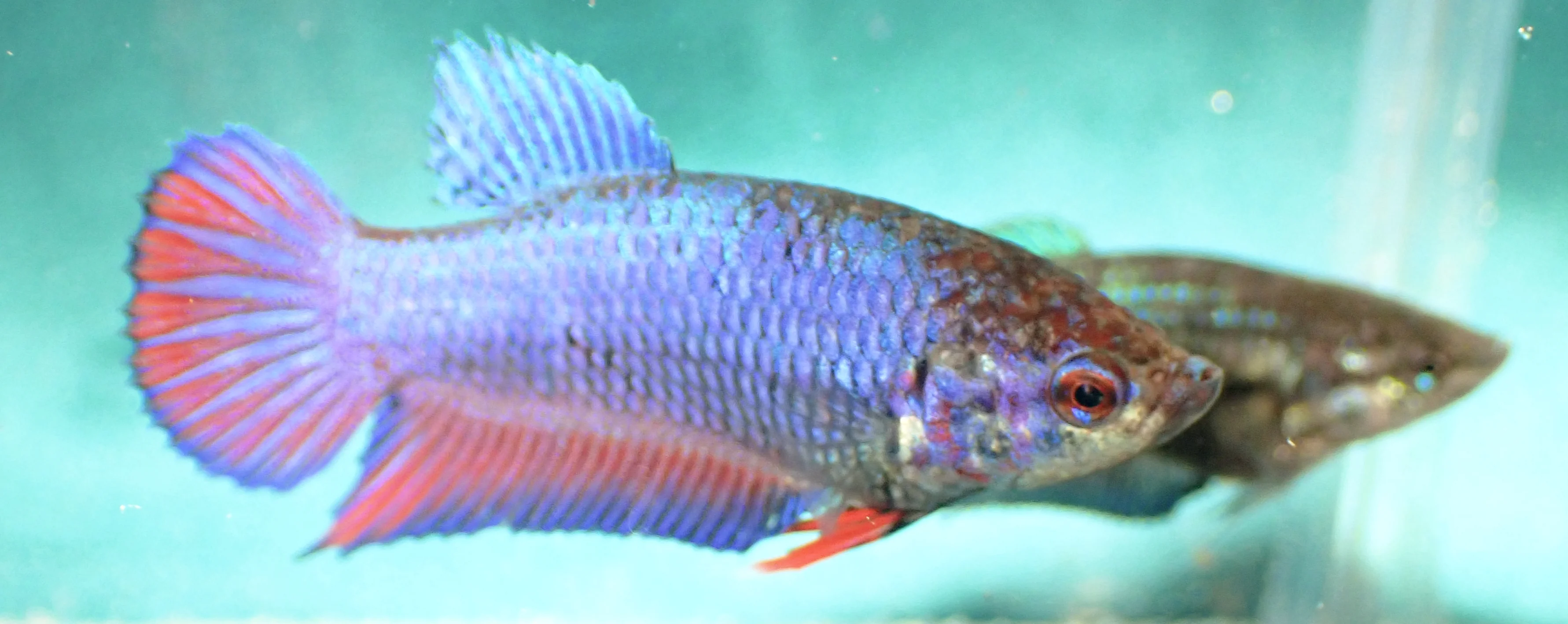 Galaxy Lila-Rot - Bild 2