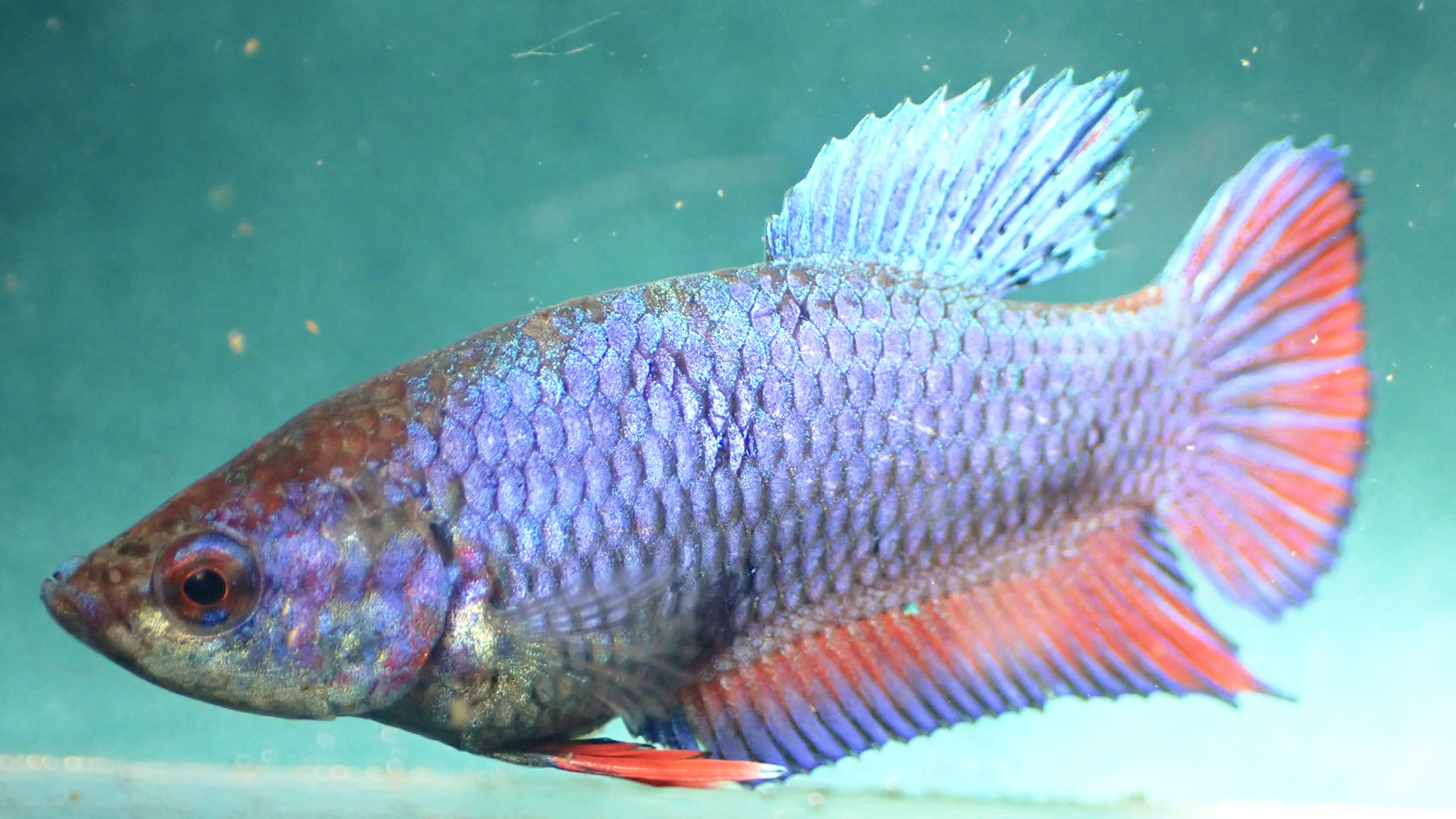 Galaxy Lila-Rot - Bild 4