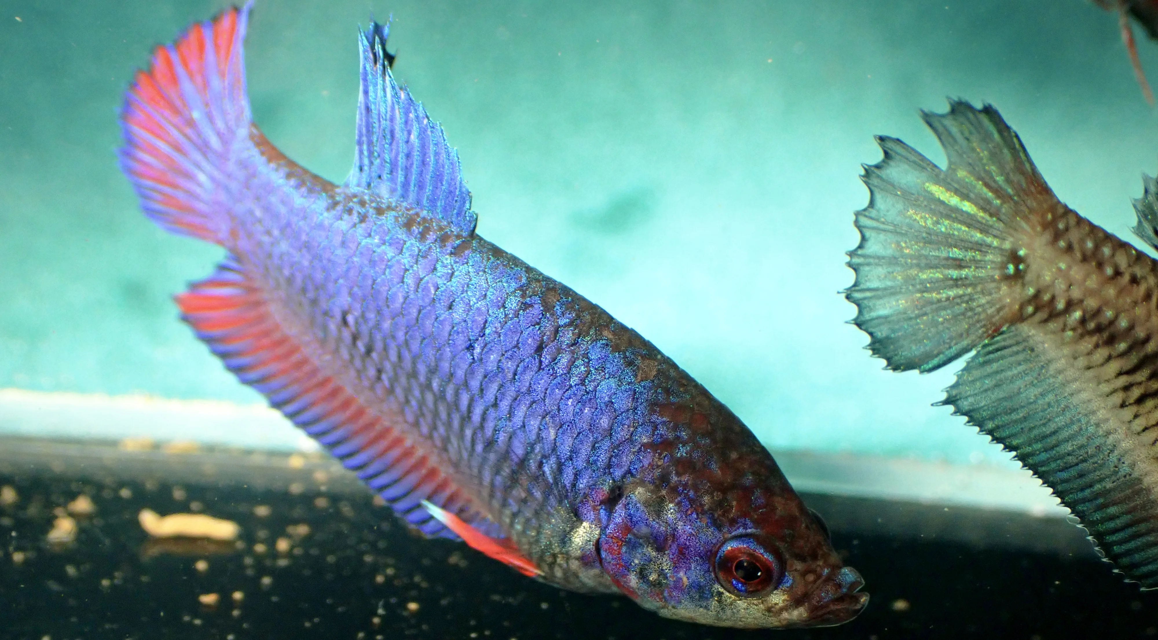 Galaxy Lila-Rot - Bild 7