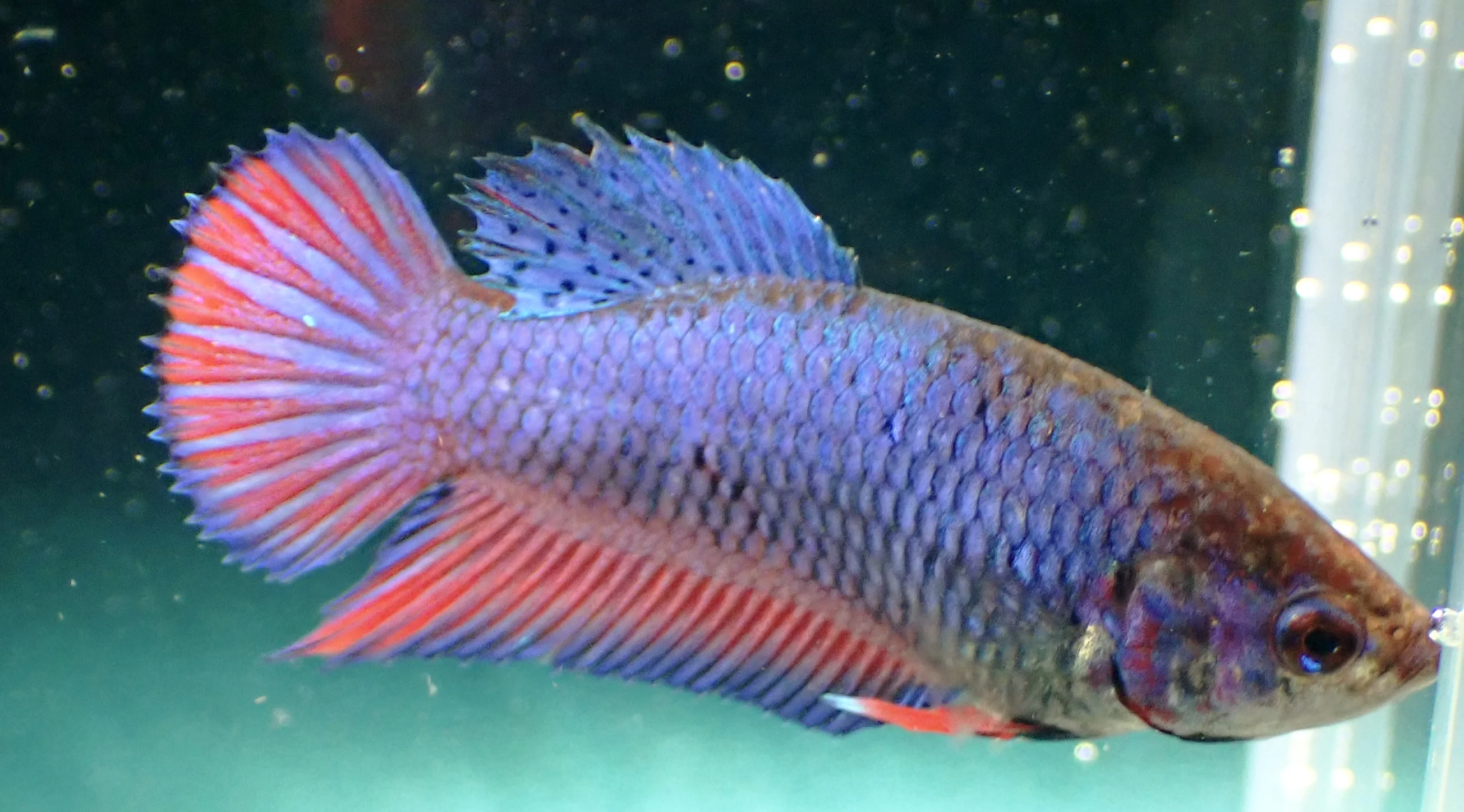 Galaxy Lila-Rot - Bild 8