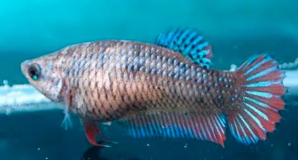 Jungfische mit kräftig gefärbten Flossen (männlich) - Bild 1