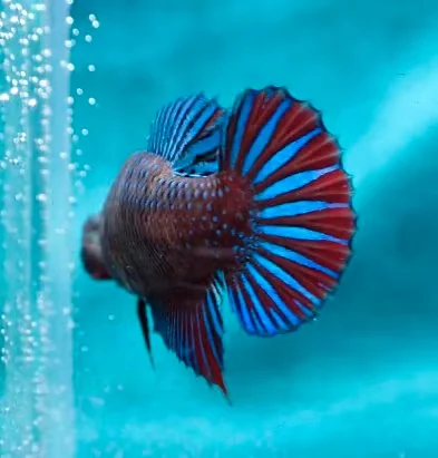 Jungfische mit kräftig gefärbten Flossen (männlich) - Bild 2