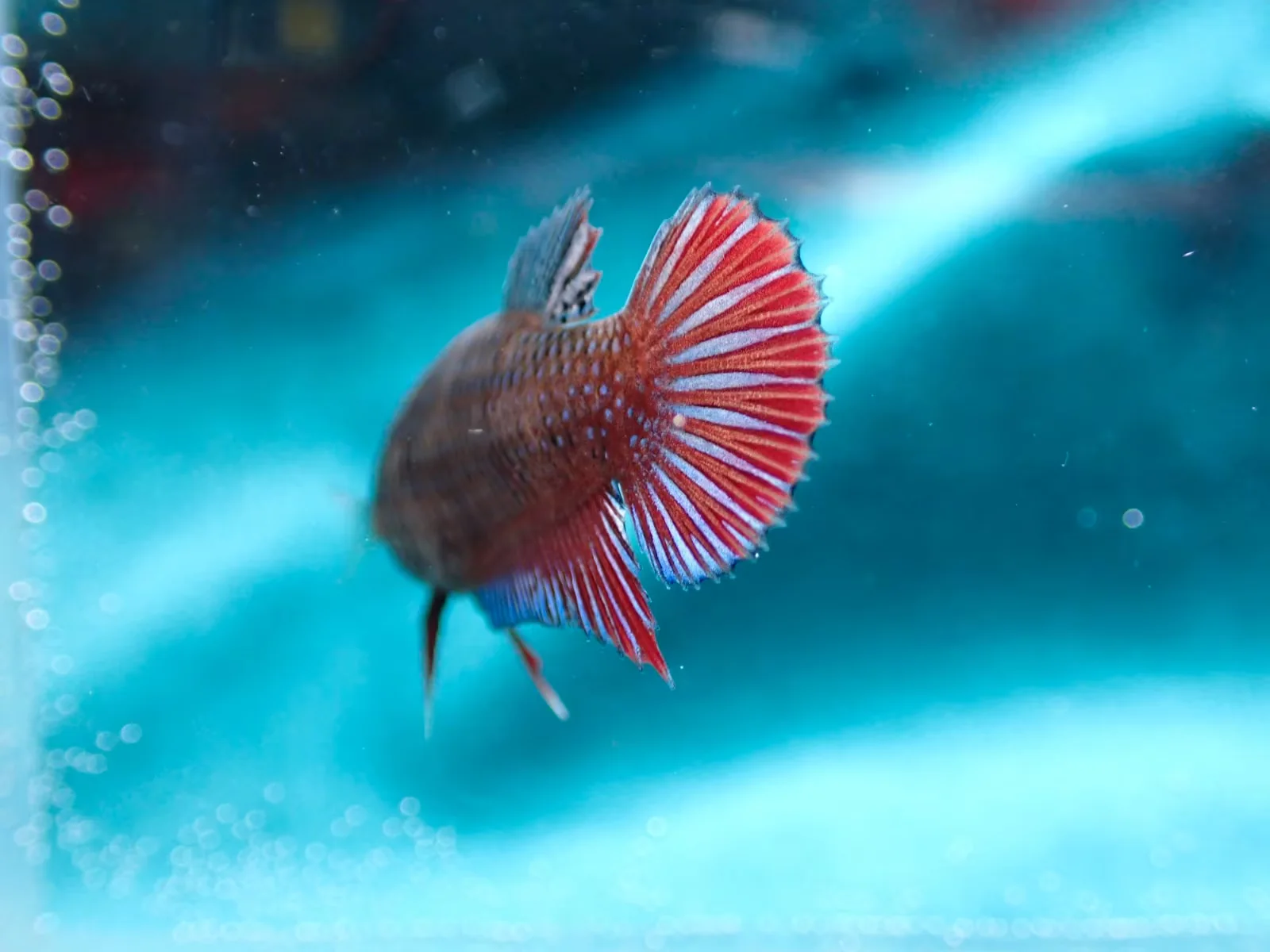 Jungfische mit kräftig gefärbten Flossen (männlich) - Bild 3