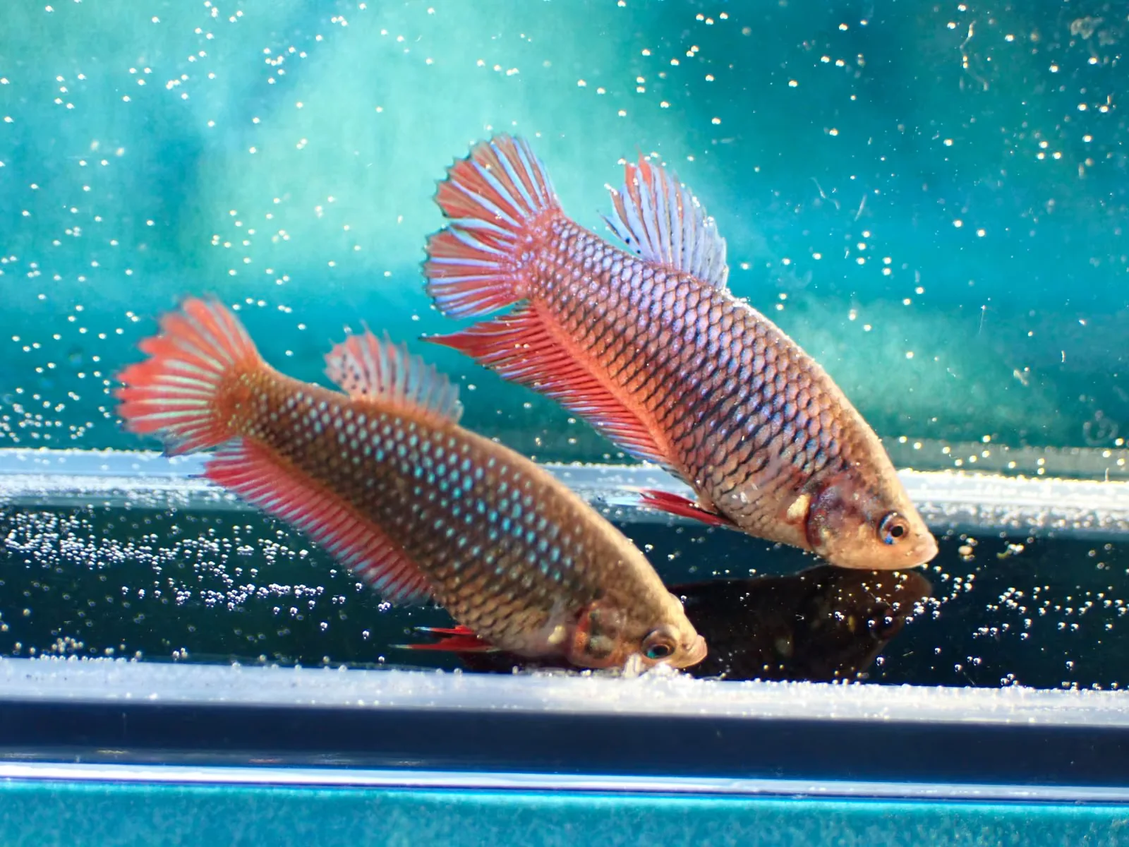 Jungfische mit kräftig gefärbten Flossen (männlich) - Bild 4