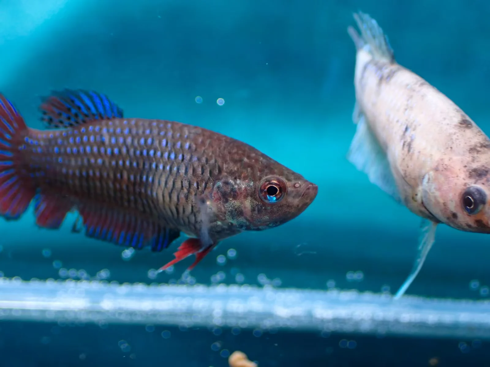 Jungfische mit kräftig gefärbten Flossen (männlich) - Bild 5
