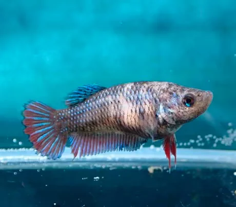 Jungfische mit kräftig gefärbten Flossen (männlich) - Bild 6
