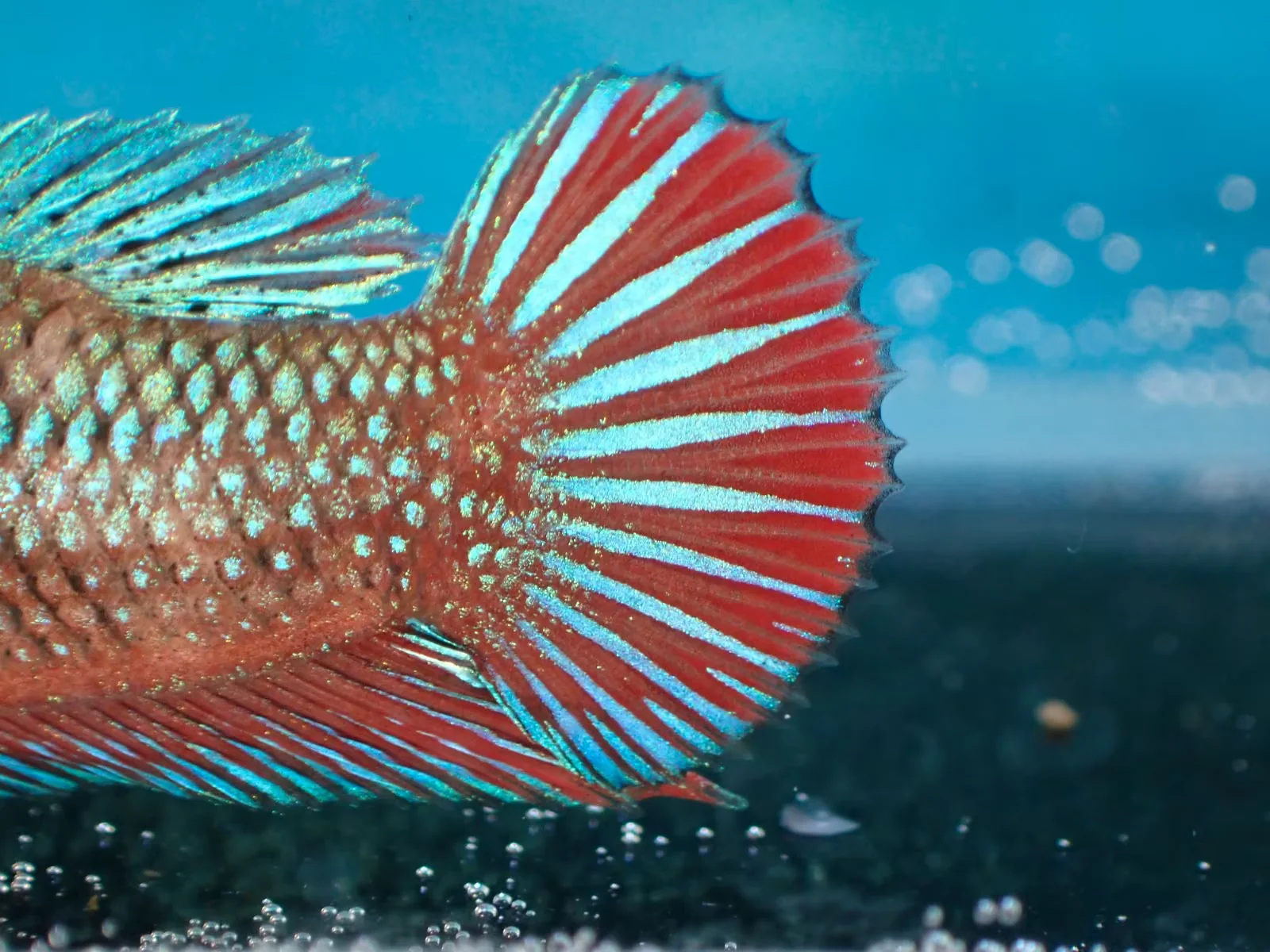 Jungfische mit kräftig gefärbten Flossen (männlich) - Bild 7