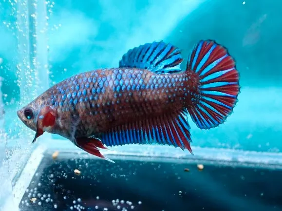 Jungfische mit kräftig gefärbten Flossen (männlich) - Bild 8