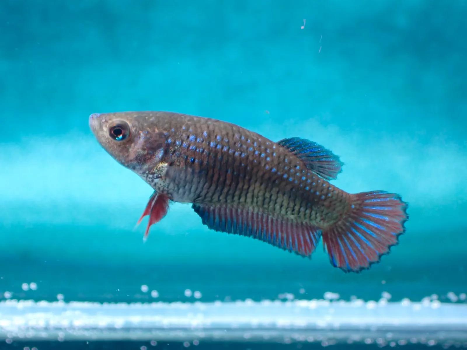 Jungfische mit kräftig gefärbten Flossen (männlich) - Bild 9