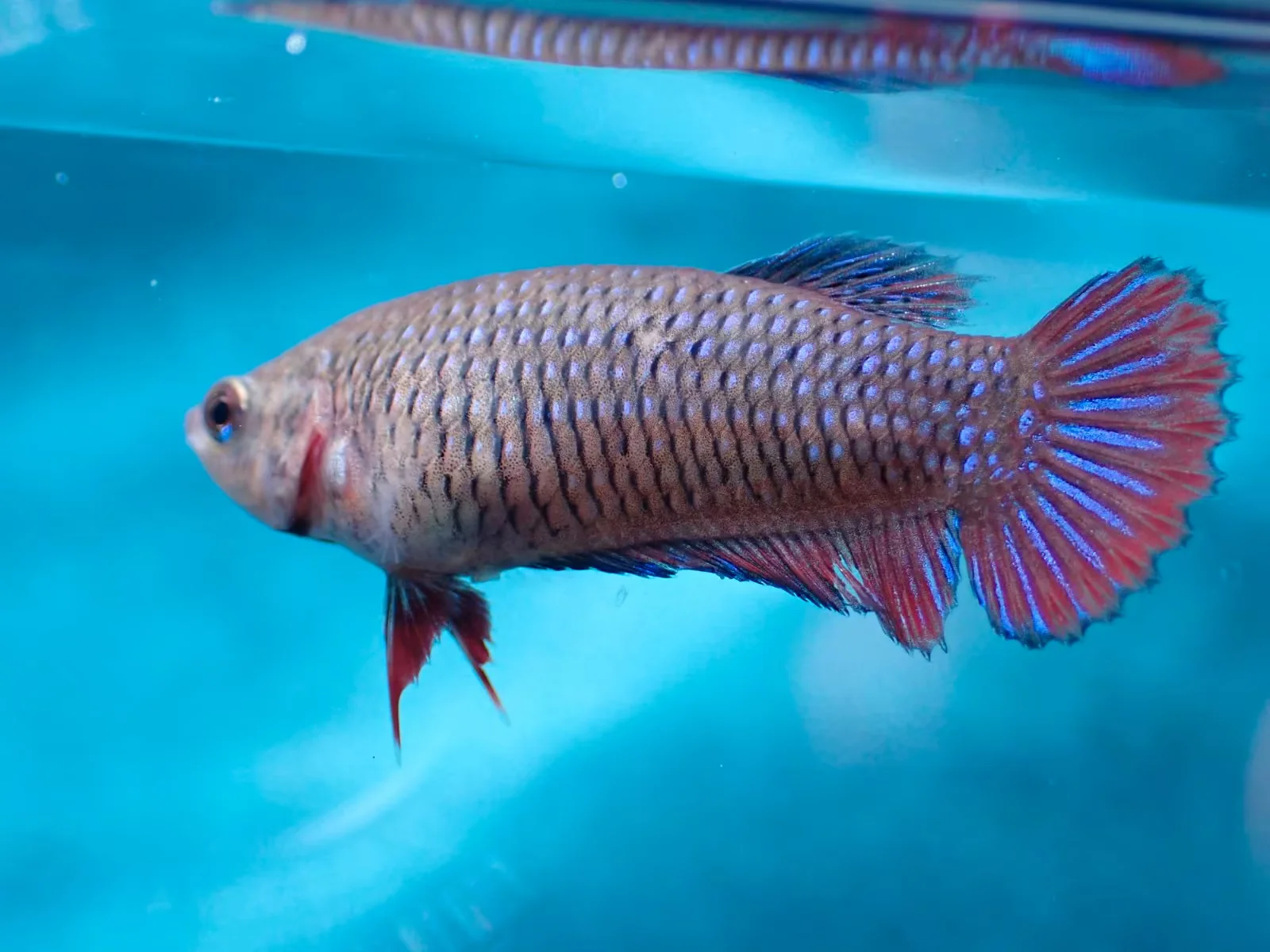 Jungfische mit kräftig gefärbten Flossen (männlich) - Bild 10