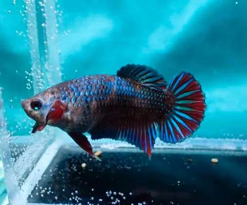 Jungfische mit kräftig gefärbten Flossen (männlich) - Bild 11