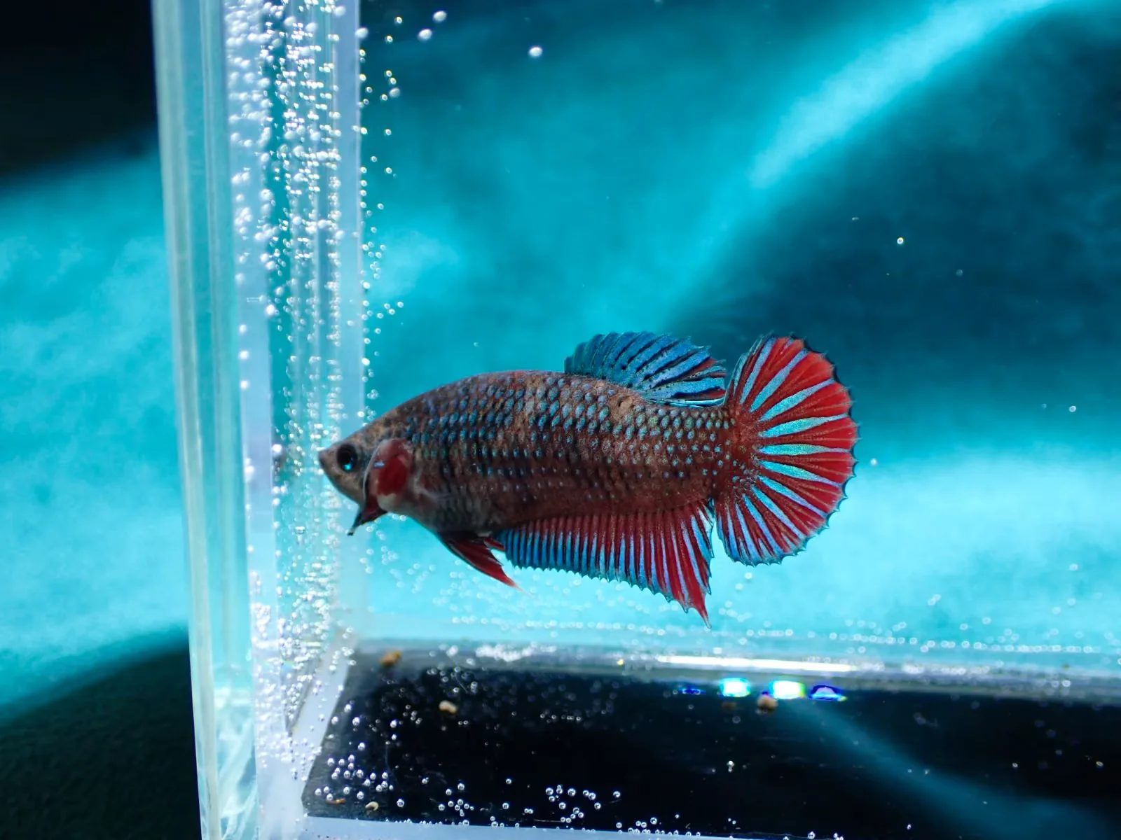 Jungfische mit kräftig gefärbten Flossen (männlich) - Bild 12