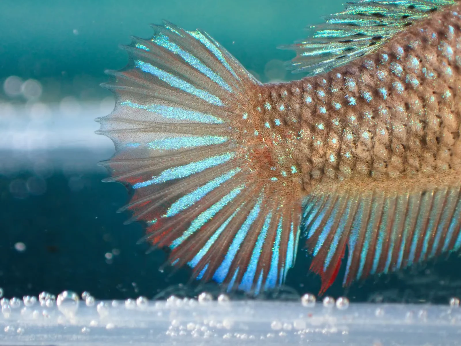 Jungfische (weiblich) - Bild 1