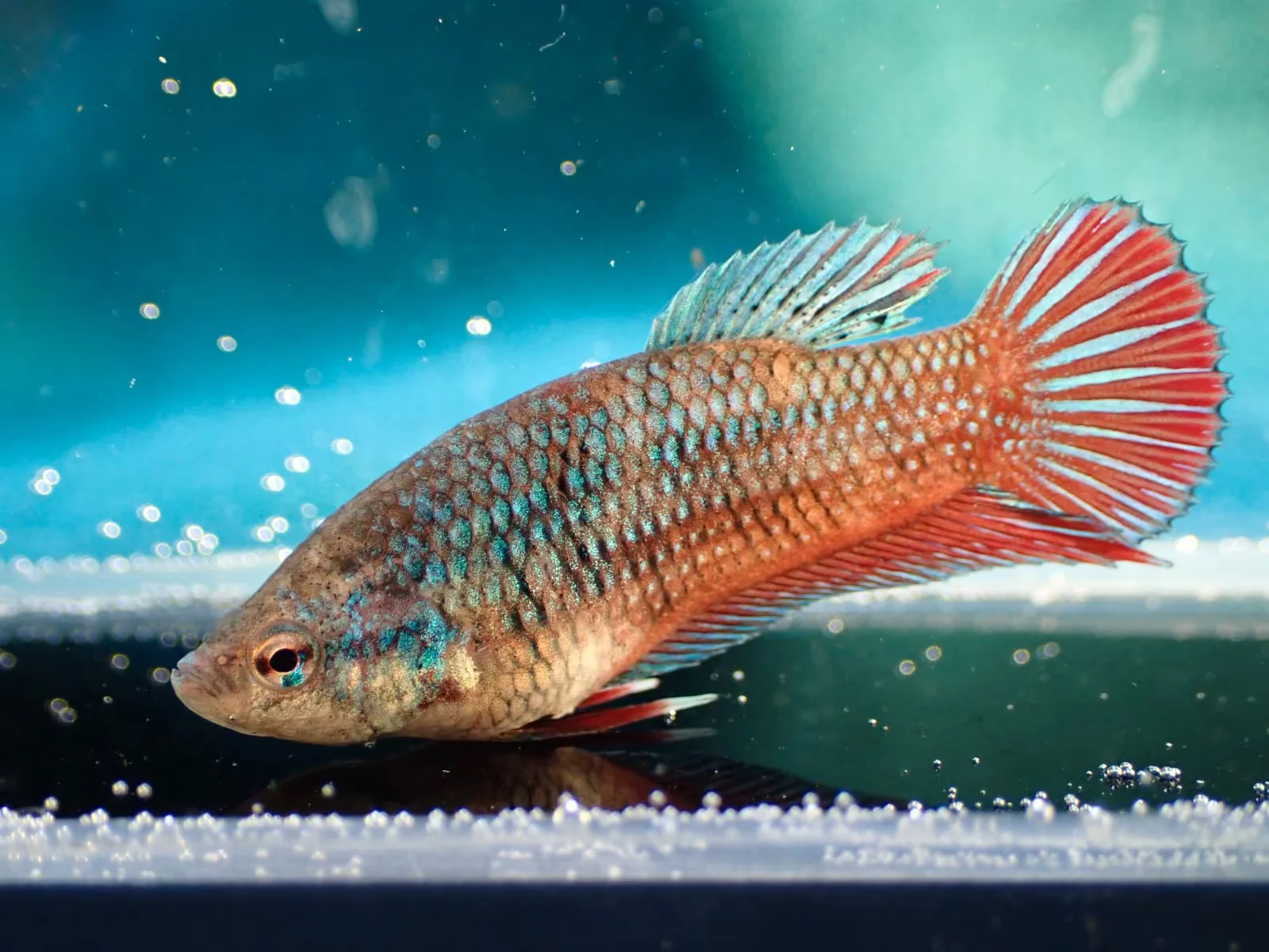 Jungfische (weiblich) - Bild 2
