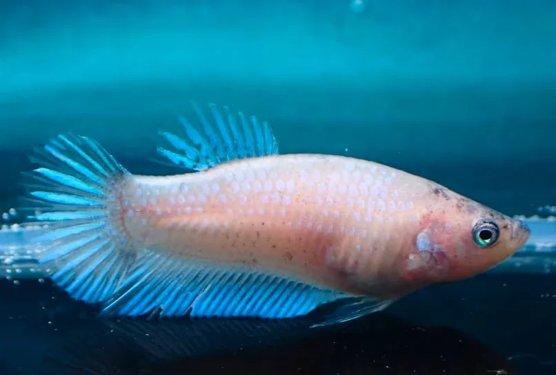 Helle Jungfische mit feinen Farbakzenten (männlich) - Bild 1