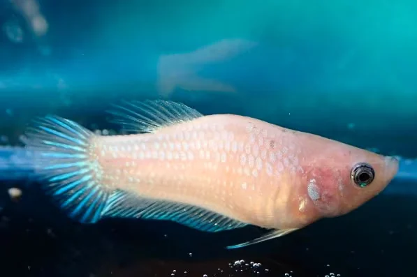 Helle Jungfische mit feinen Farbakzenten (männlich) - Bild 2